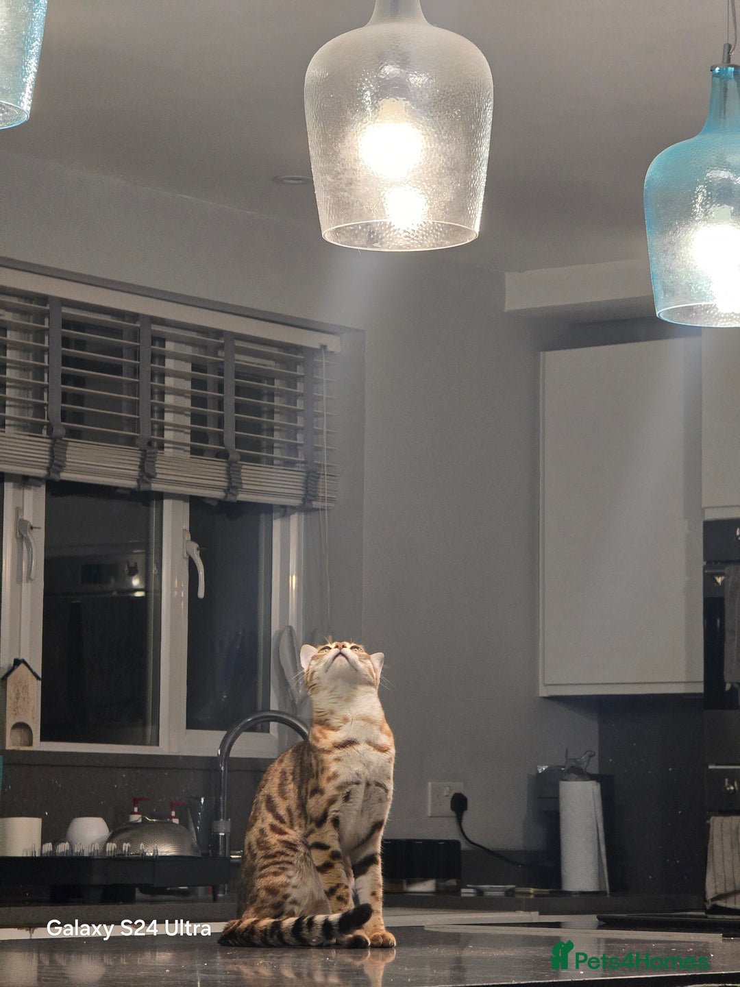 Bengal cats for sale: Beautiful Bengal Female  - Image 6