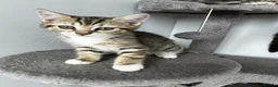 Mixed Breed cats for sale: 5 beautiful kittens ready for their forever home - Advert 9