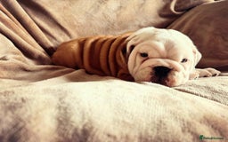 English Bulldog dogs for sale: Quality Ruakuri British standard bulldog - Image 5