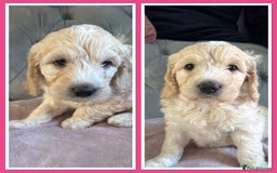 Goldendoodle dogs for sale: Stunning f1 Mini Goldendoodles Family Raised - Image 16