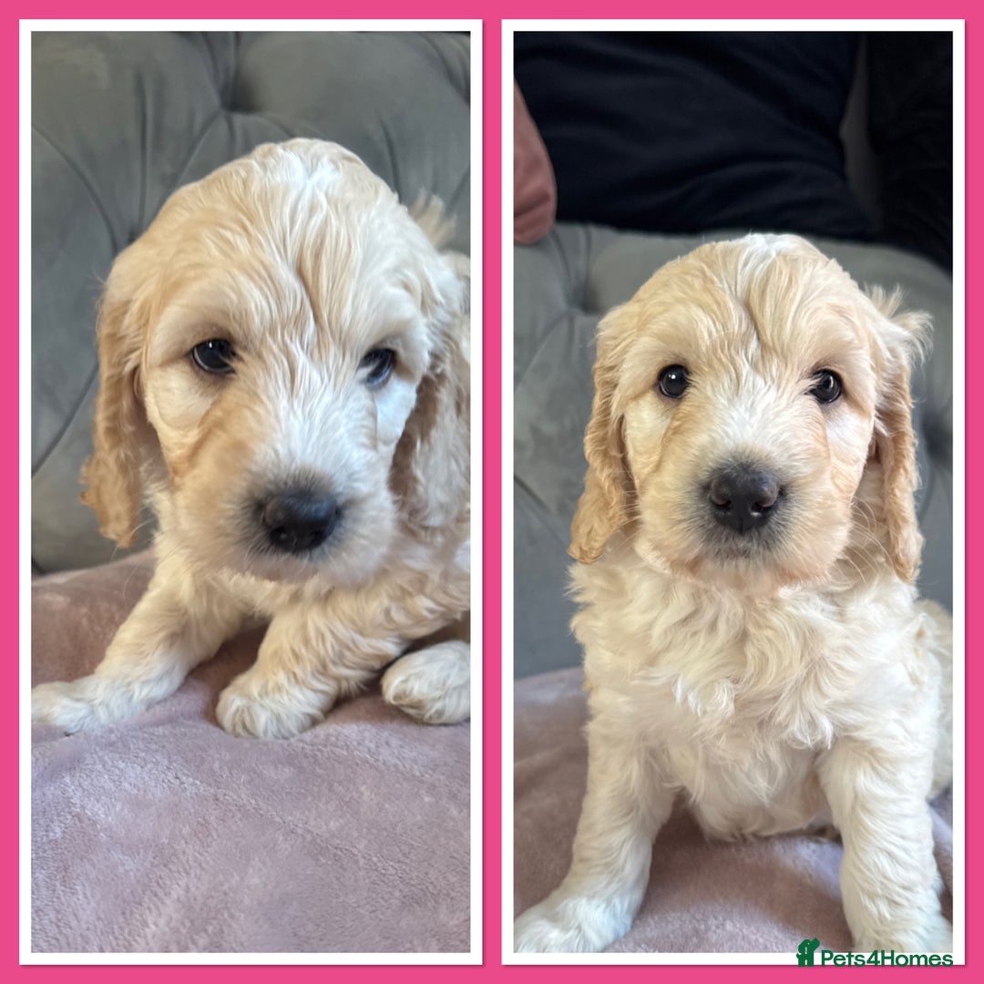 Goldendoodle dogs for sale: Stunning f1 Mini Goldendoodles Family Raised - Image 16
