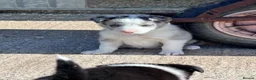 Border Collie dogs for sale: Border collies - Advert 10