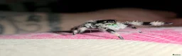 Spiders invertebrates for sale: Jumping spiders for sale - Advert 5