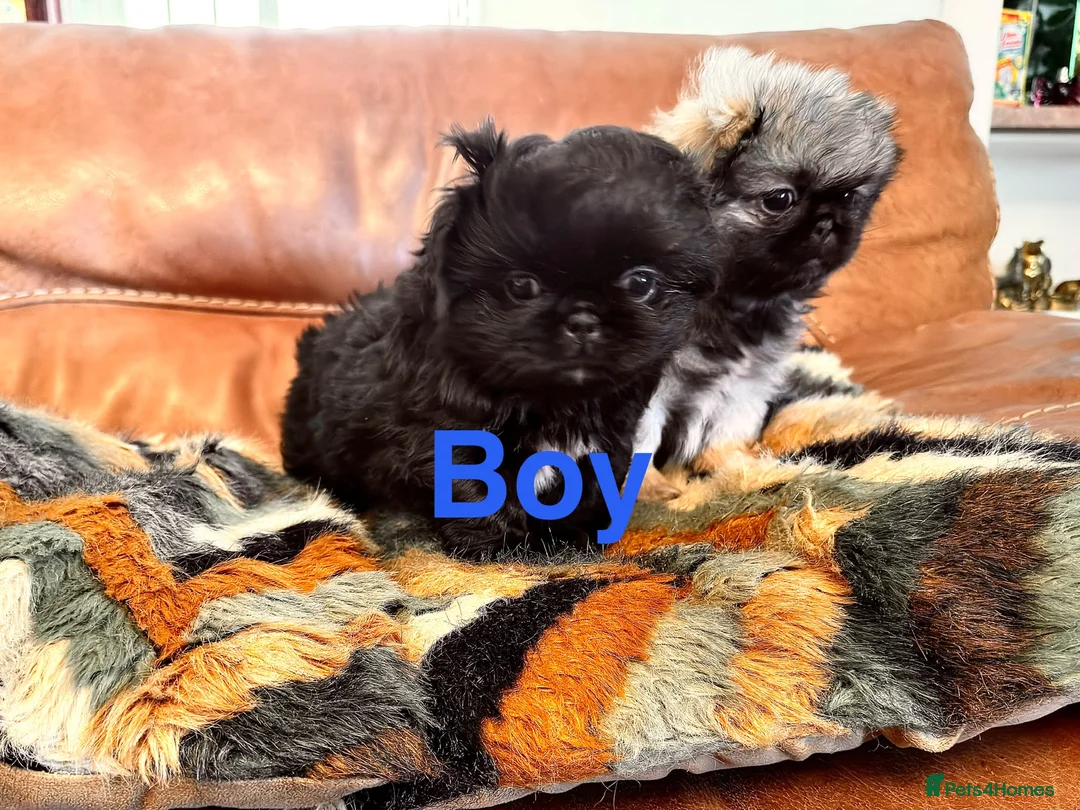 Pekingese dogs for sale: Pekingese  - Advert 2