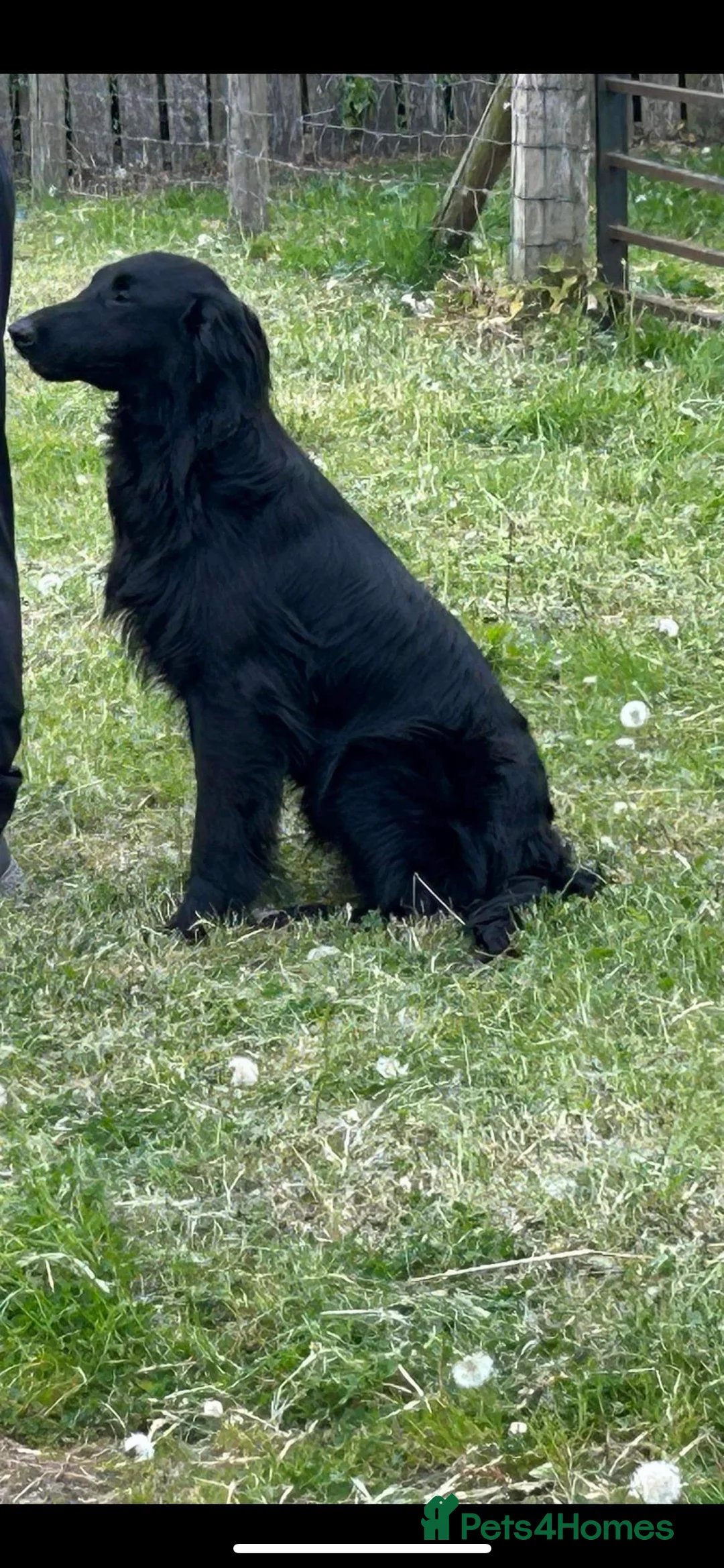Flat coated Retriever dogs for stud: PROVEN Flatcoated Retriever for Stud 0/0 Hips in Bishop Auckland - Advert 6