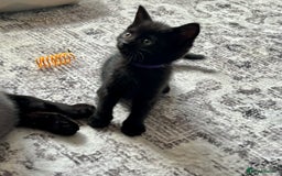 British Shorthair cats for sale: 5 BSH kittens (Grey Kitten GONE) - Image 15