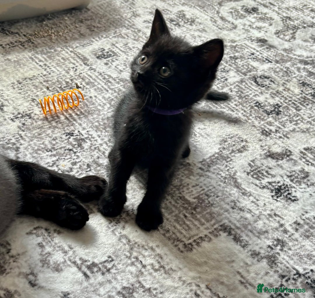 British Shorthair cats for sale: 5 BSH kittens (Grey Kitten GONE) - Image 15