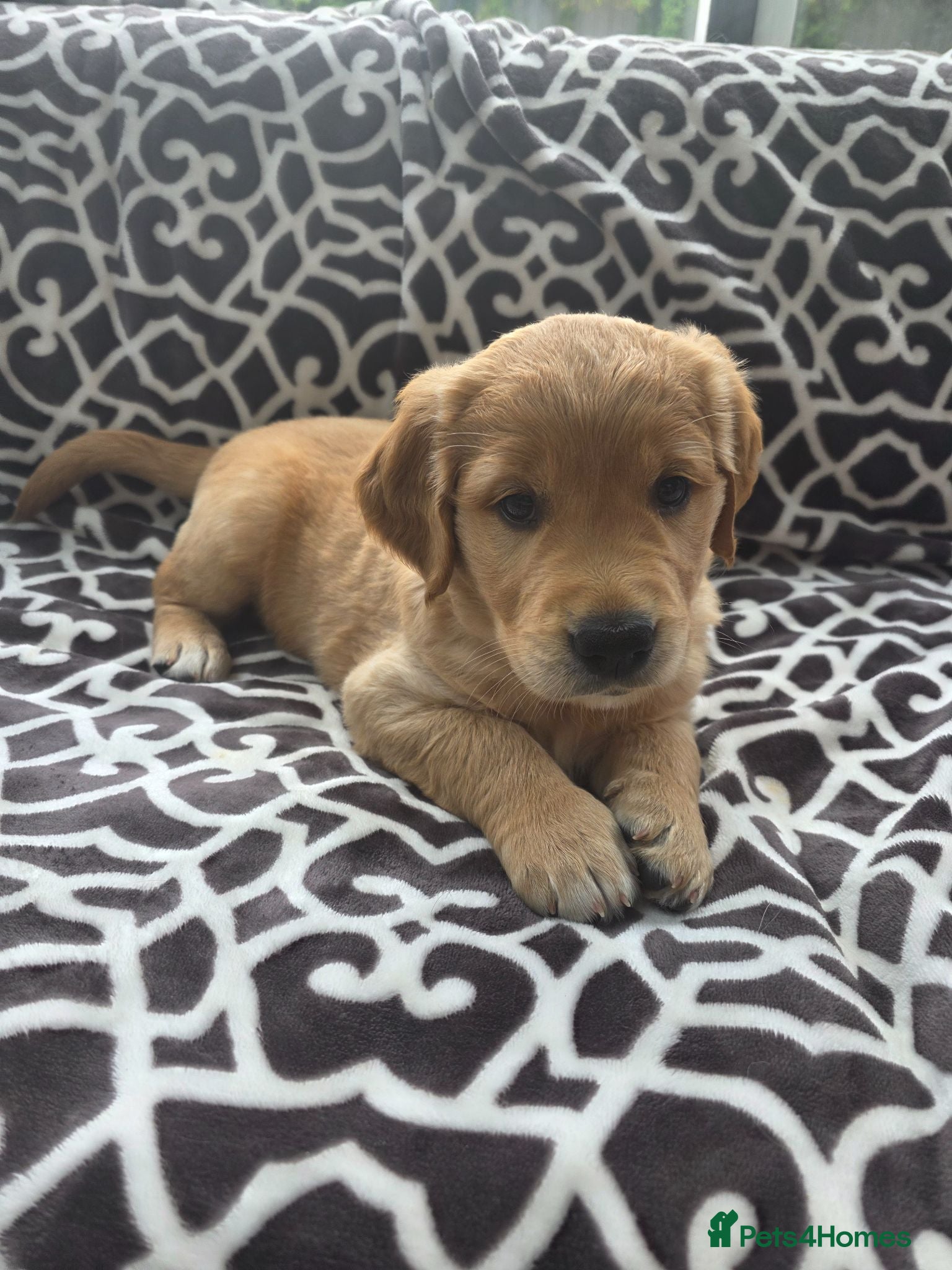 Golden Retriever dogs  *FOX RED KC REG GOLDEN RETRIEVER PUPS* - Advert 9