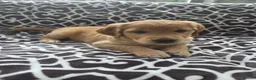 Golden Retriever dogs for sale:  *FOX RED KC REG GOLDEN RETRIEVER PUPS* - Advert 12