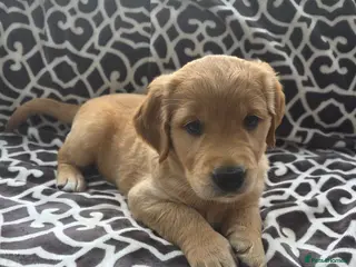 Golden Retriever dogs *FOX RED KC REG GOLDEN RETRIEVER PUPS* - Advert 9