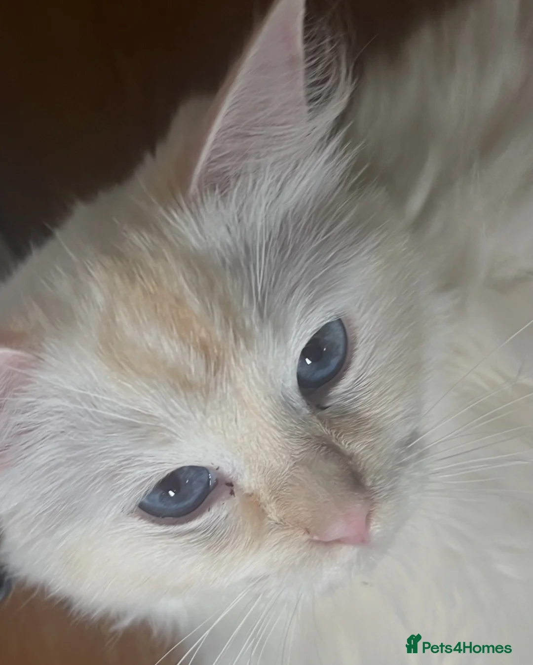 Ragdoll cats for sale: Flame point ragdoll needing a quiet home - Advert 2