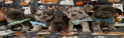 French Bulldog dogs for sale: 1 boy left blue and tan frenchie ready to leave - Advert 21