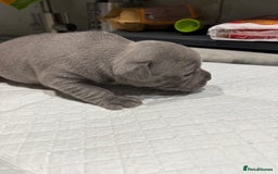 Staffordshire Bull Terrier dogs for sale: Adorable Blue Staffordshire Bull Terrier Puppies - Image 2