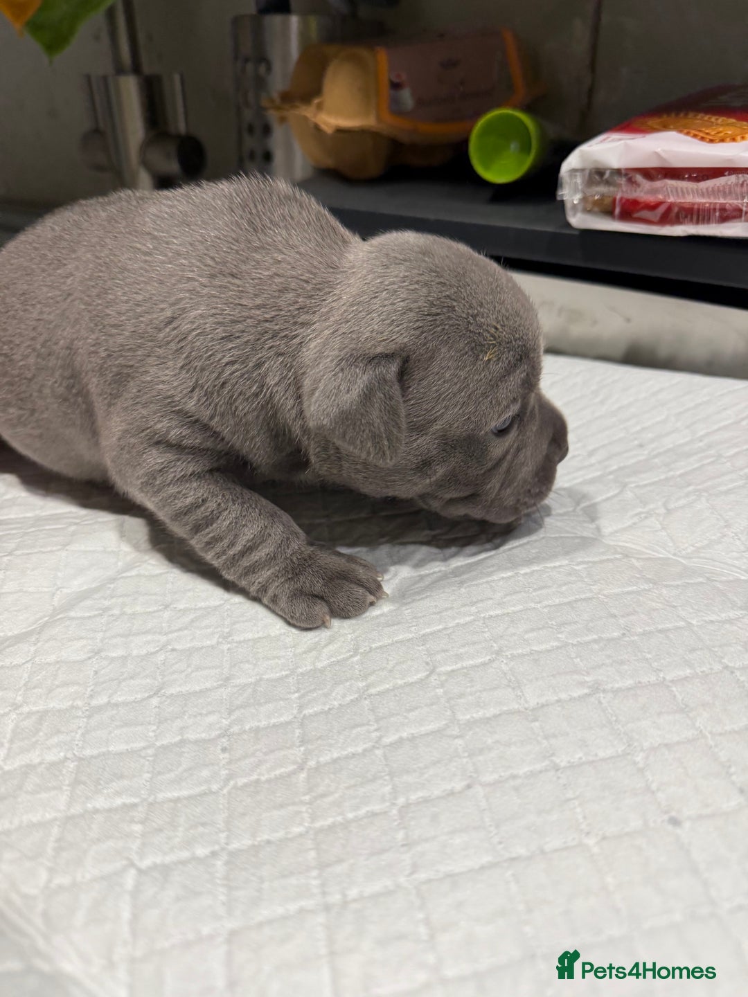 Staffordshire Bull Terrier dogs for sale: Adorable Blue Staffordshire Bull Terrier Puppies - Image 2