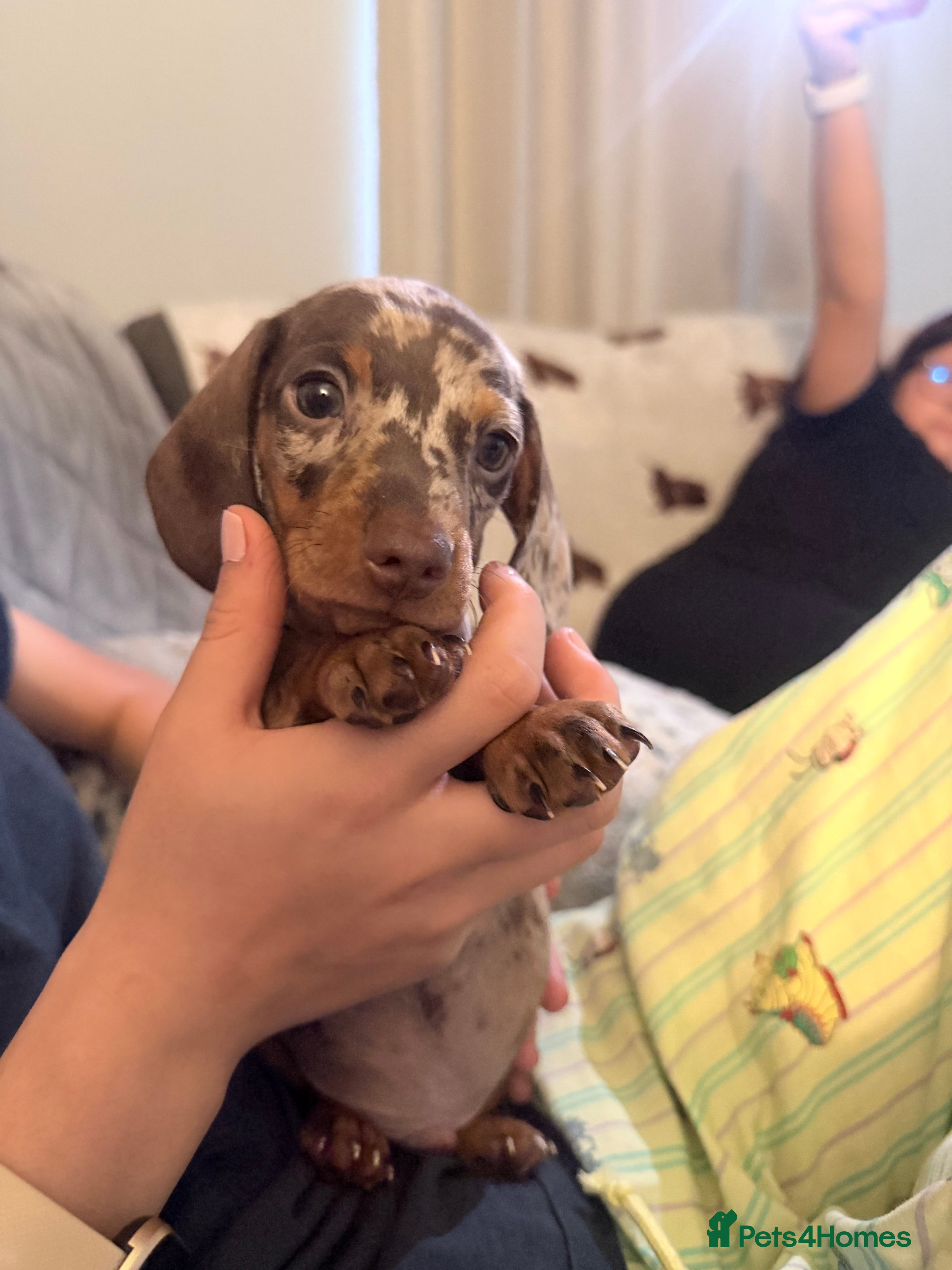 Miniature Dachshund dogs Beautiful miniature dachshund puppies  - Advert 2
