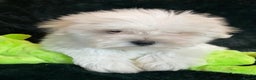 Maltese dogs for sale: Maltese puppies for sale  - Advert 8