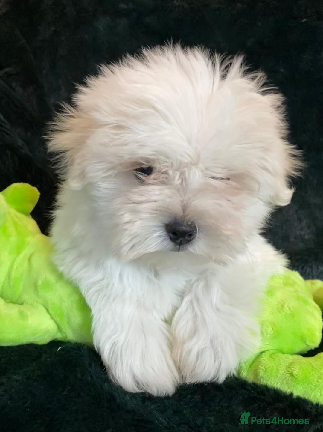 Maltese dogs for sale: Maltese puppies for sale  - Advert 8