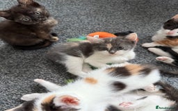 Mixed Breed cats for sale: Kittens for sale - Image 5
