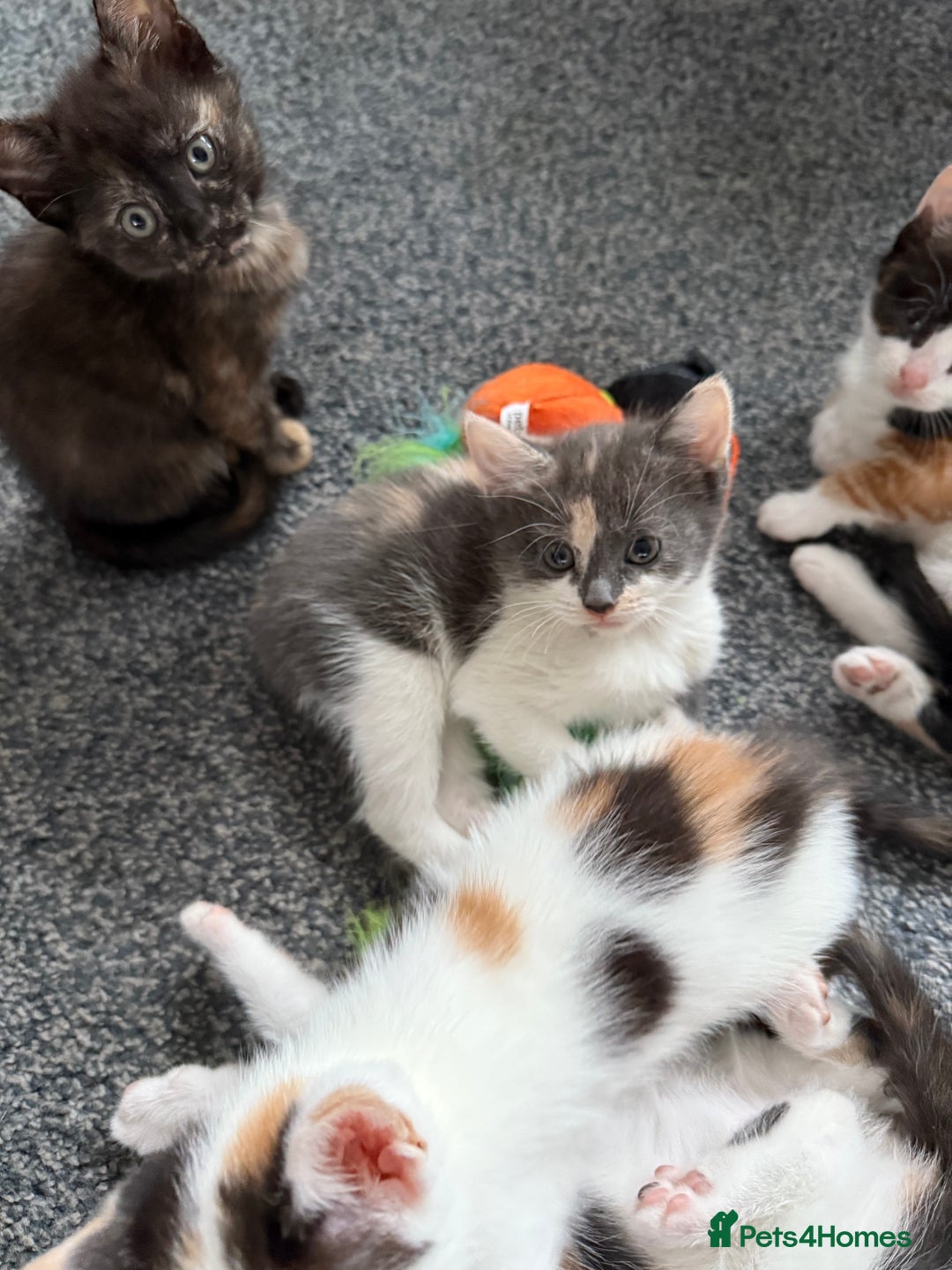 Mixed Breed cats for sale: Kittens for sale - Image 5