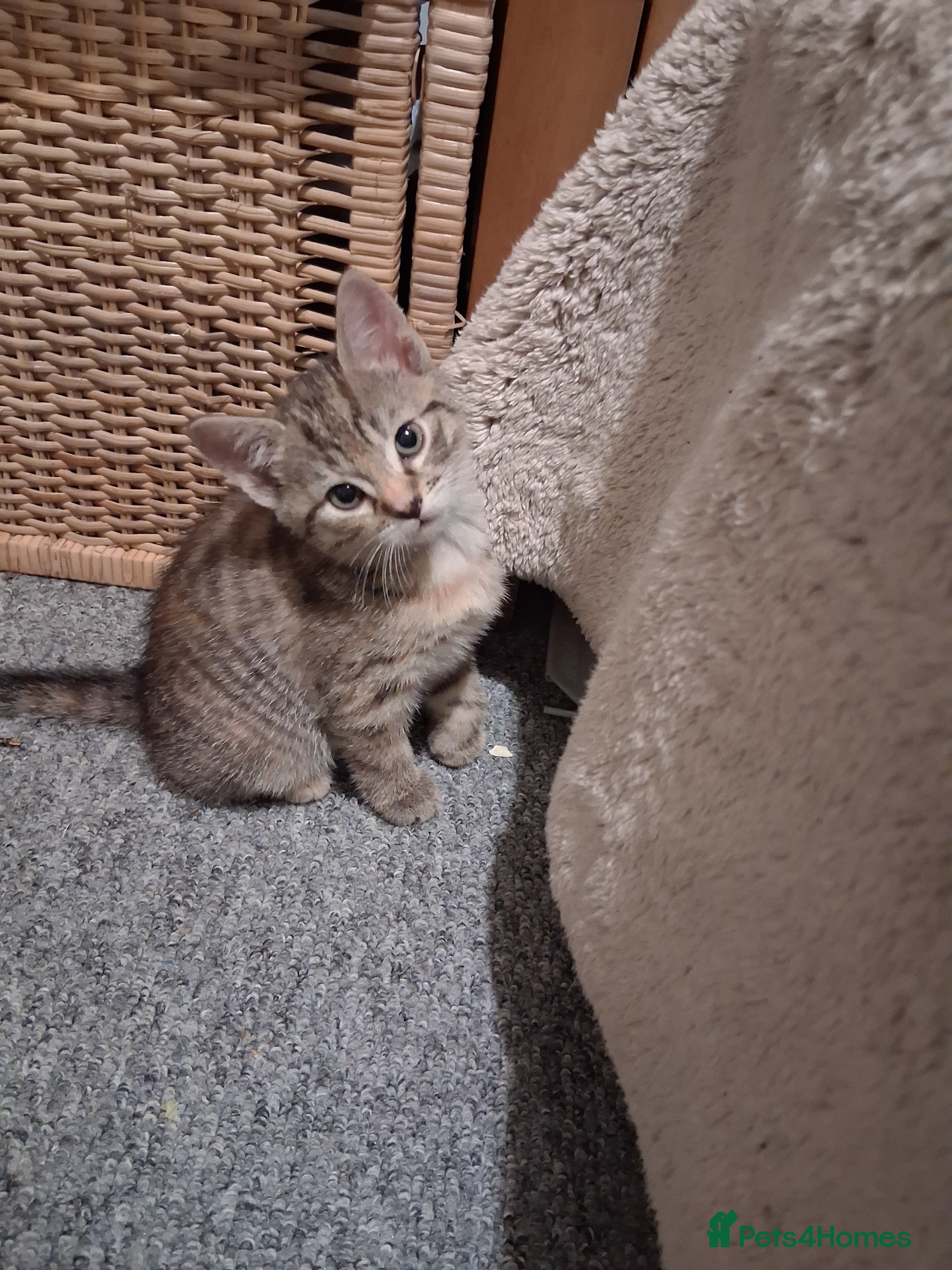 British Shorthair cats Beautiful Champagne Toyger Kittens 😻 - Advert 2