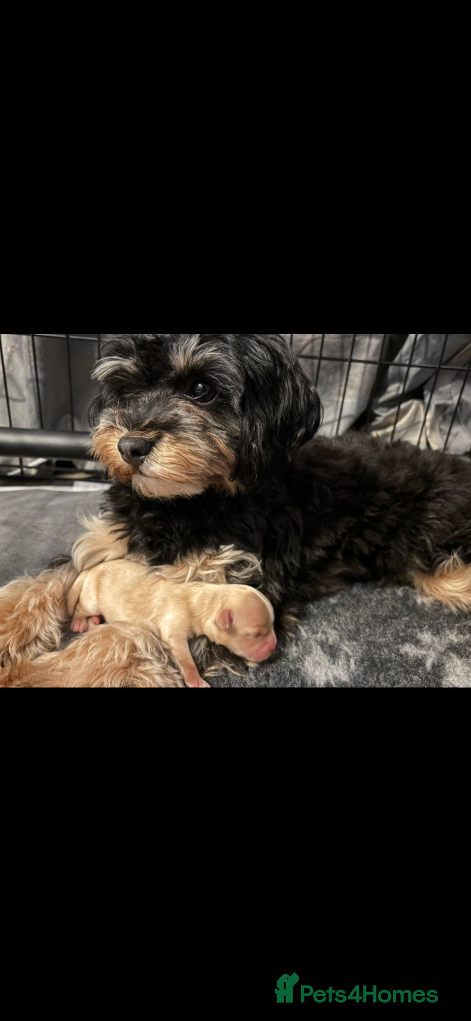 Maltipoo dogs Tiny maltipoo 1 phantom boy  - Advert 1