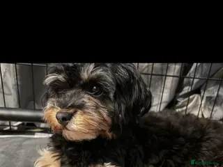 Maltipoo dogs Tiny maltipoo 1 phantom boy - Advert 1