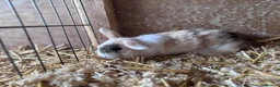 Mini Lop rabbits for sale: 5 beautiful bunnies for sale  - Advert 32