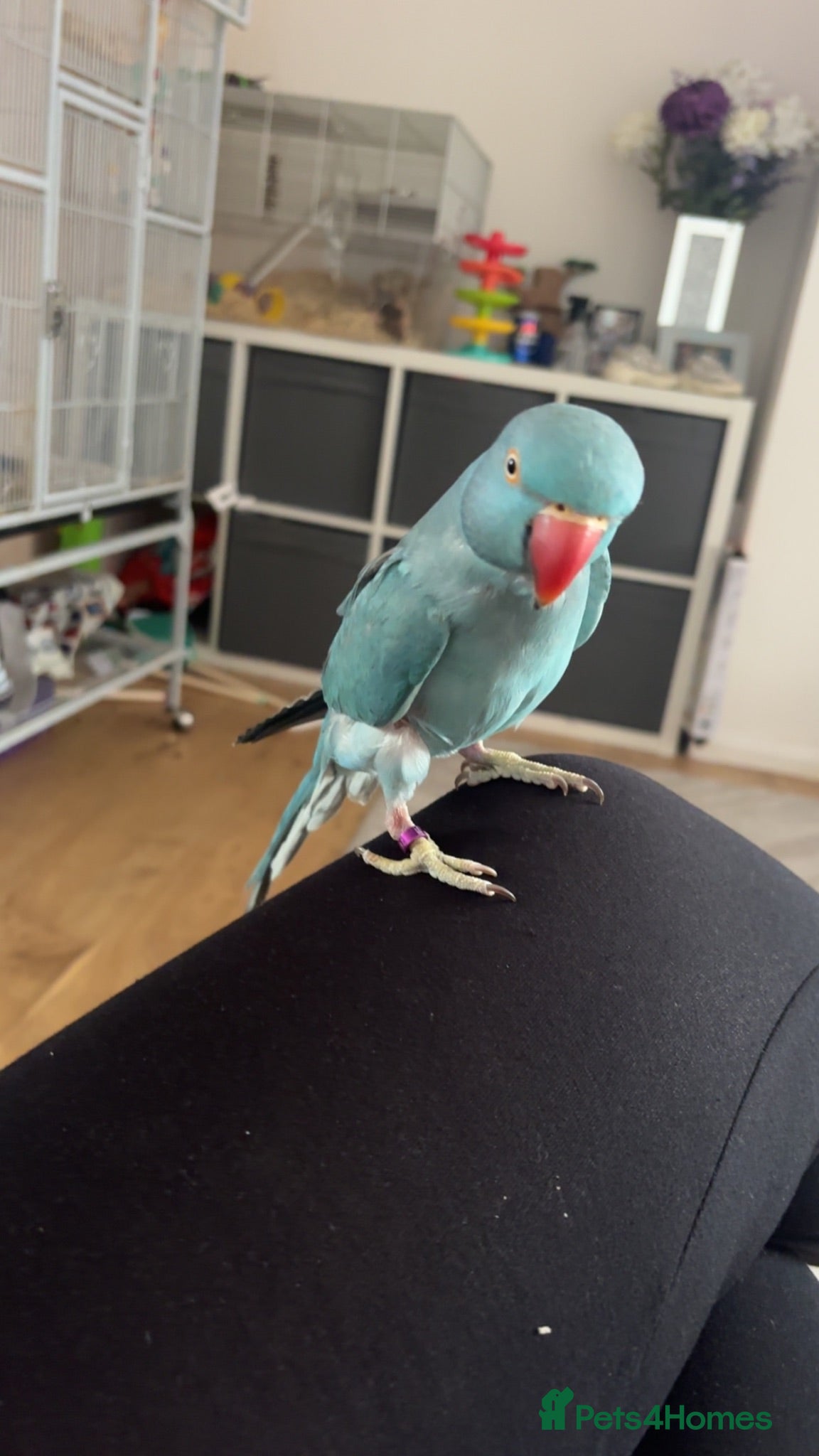 Ringnecks birds Blue Indian ringneck  - Advert 12
