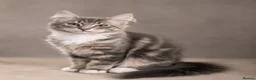 British Shorthair cats for sale: Stunning half Main Coon kitten ready for new home - Advert 25