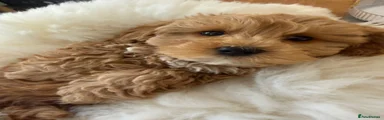 Maltipoo Puppy 1