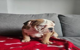 Olde English Bulldogge dogs for sale: English bulldog - Image 2