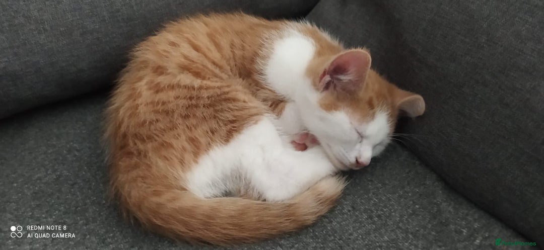 Mixed Breed cats for sale: Two lovely boys looking for their forever homes  - Image 7