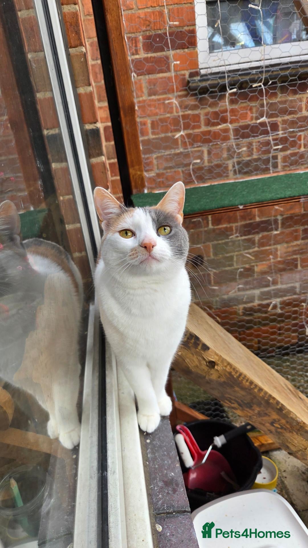 Mixed Breed cats Female 2yr old free rehoming  - Advert 1