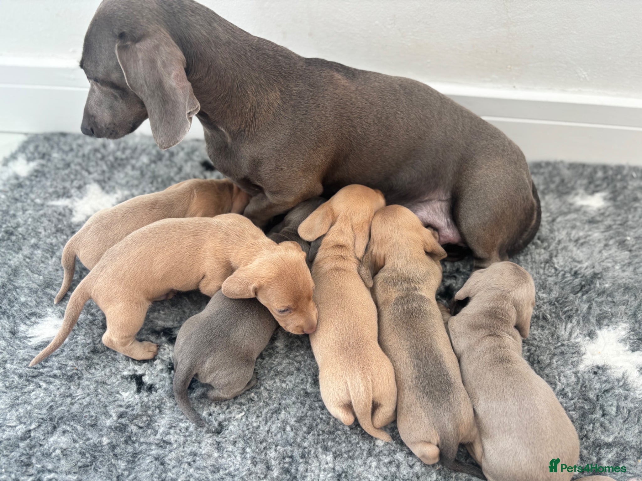 Miniature Dachshund dogs 6 beautiful baby’s ready soon  - Advert 1