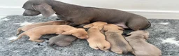 Miniature Dachshund dogs for sale: 6 beautiful baby’s ready soon  in Wingate - Advert 1