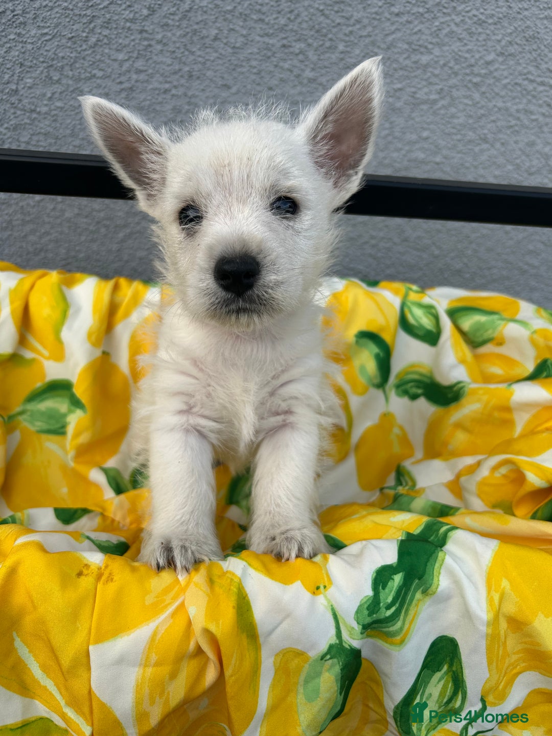 West Highland Terrier dogs for sale: West highland terrier puppies  - Image 11