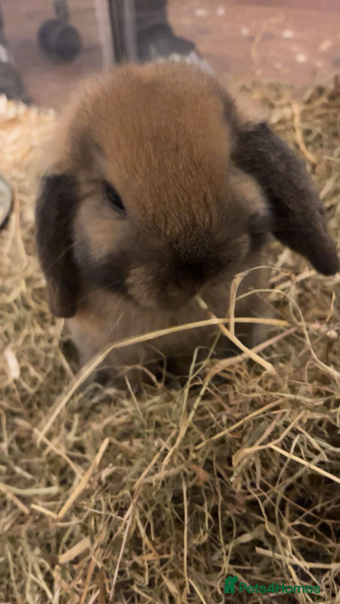 Mini Lop rabbits Mini lop bunnies ready to leave - Advert 10