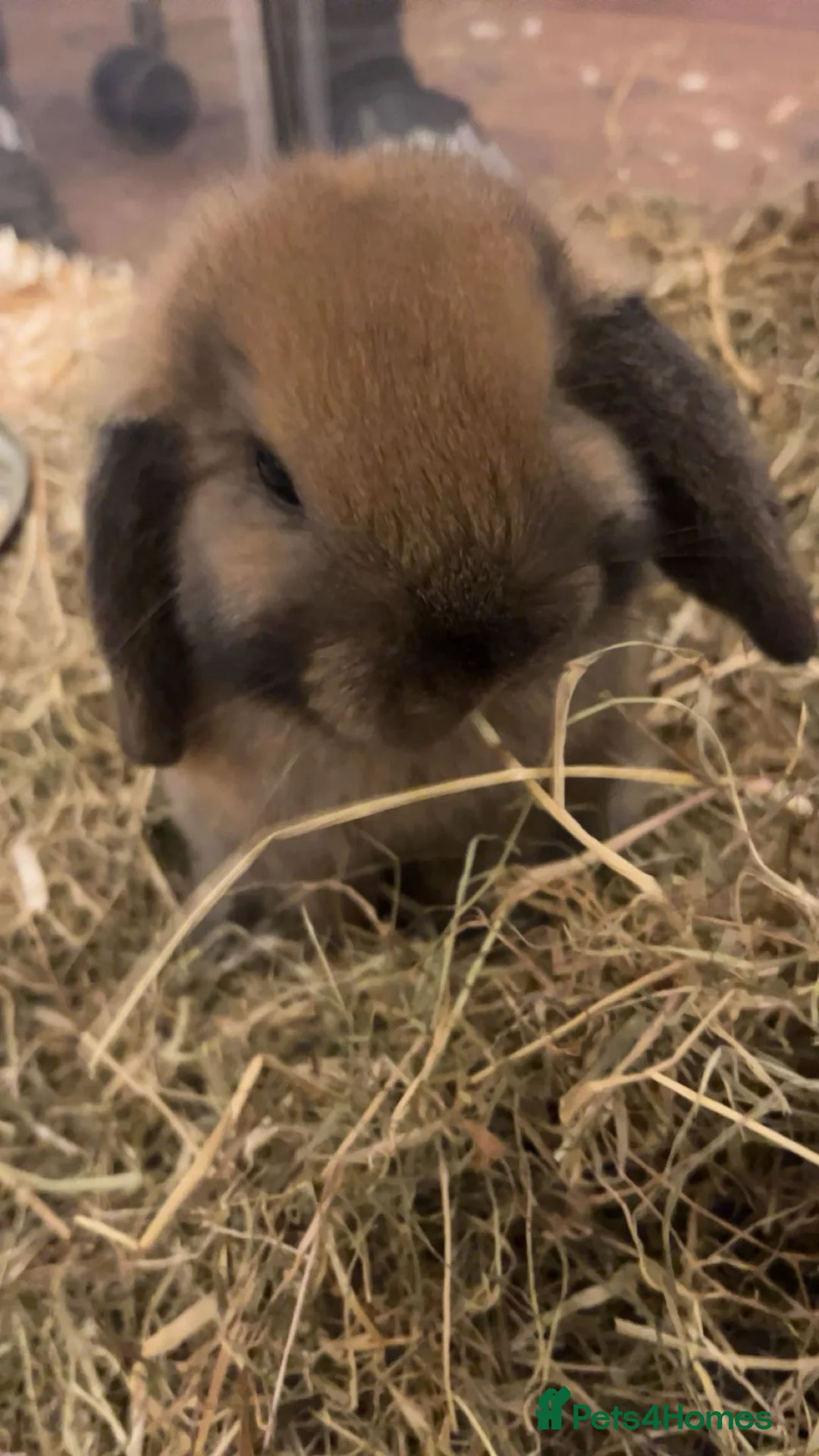 Mini Lop rabbits for sale: Mini lop bunnies ready to leave - Advert 1