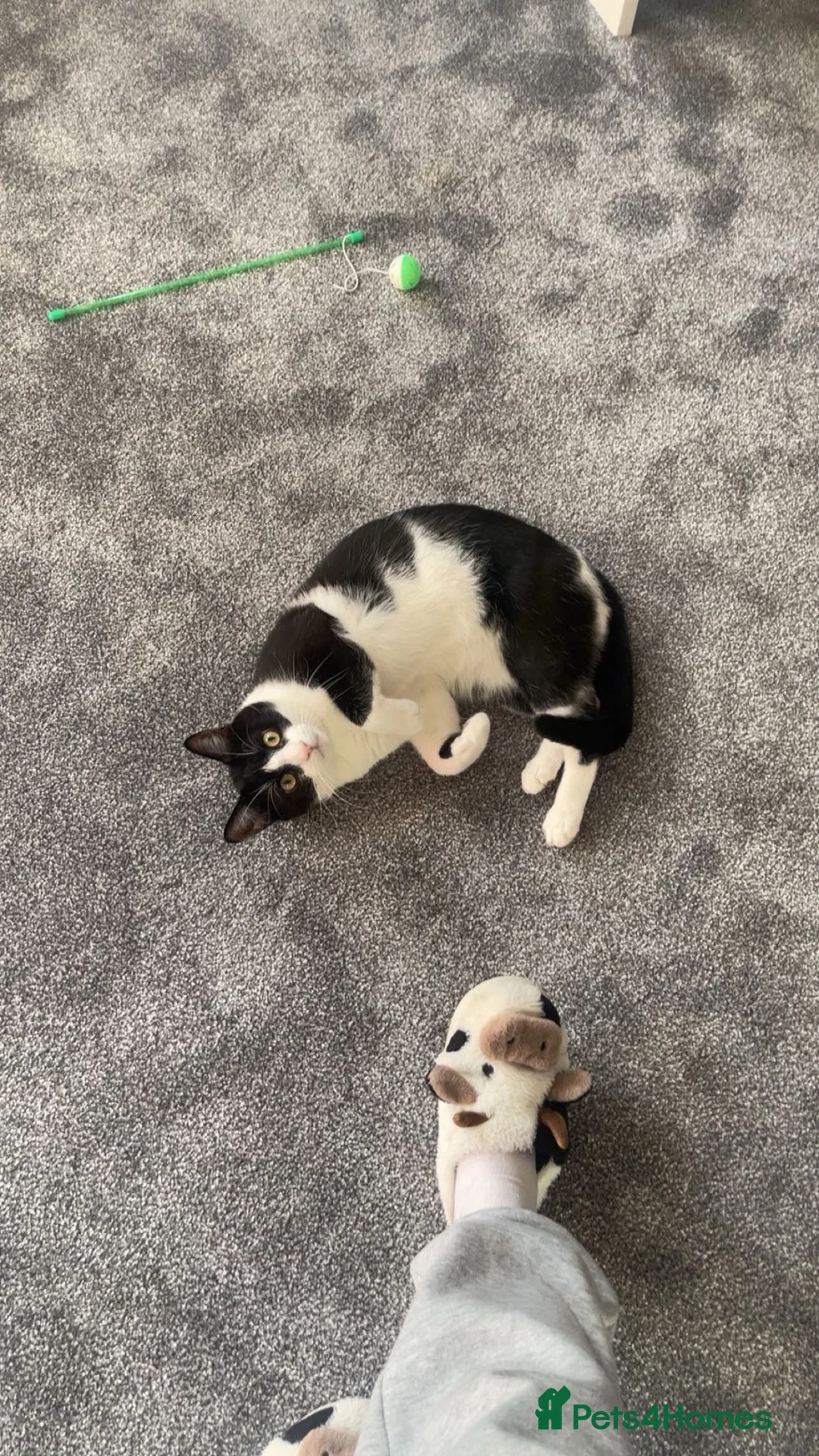 Domestic Shorthair cats for sale: Two loving boys need homes - Advert 2