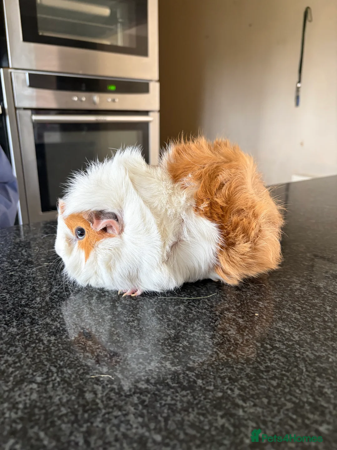 Guinea Pig rodents for sale: Two Female Guinea Pigs looking for home together  - Advert 4