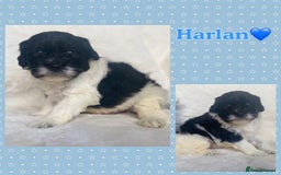 Mixed Breed dogs for sale: Beautiful Mega Coat Parti Merle Schnoodles - Image 7
