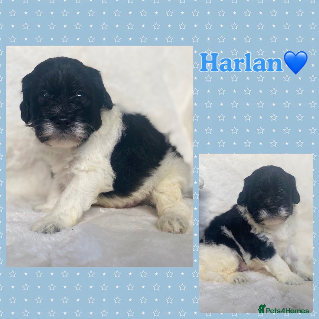 Mixed Breed dogs for sale: Beautiful Mega Coat Parti Merle Schnoodles - Image 7