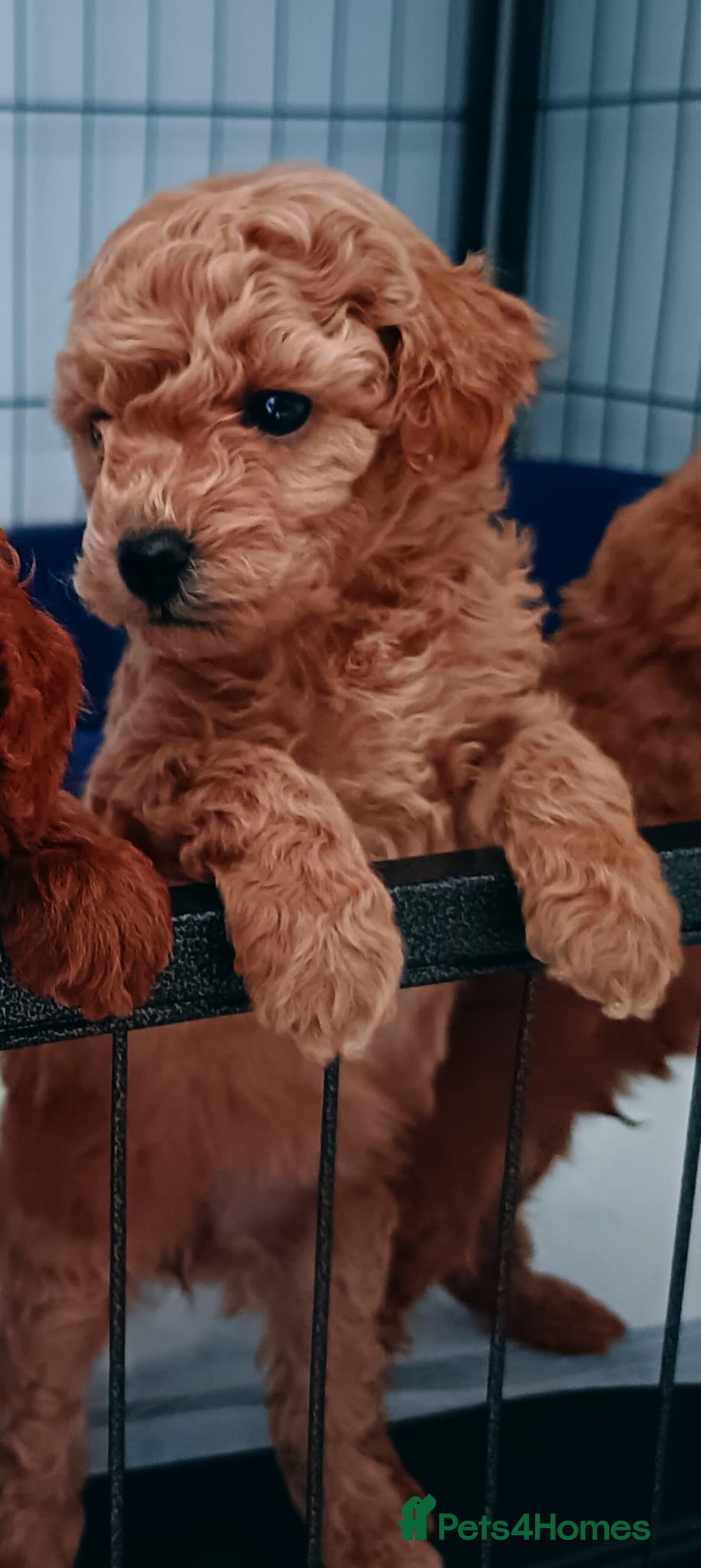 Toy Poodle dogs for sale: Charming Toy Poodle Puppies - Image 21