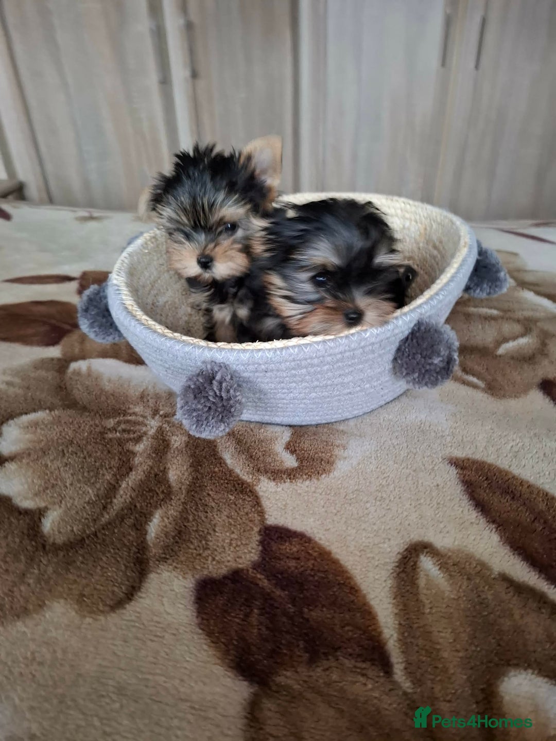 Yorkshire Terrier dogs for sale: Mini Yorkshire Terrier female pups - Advert 11