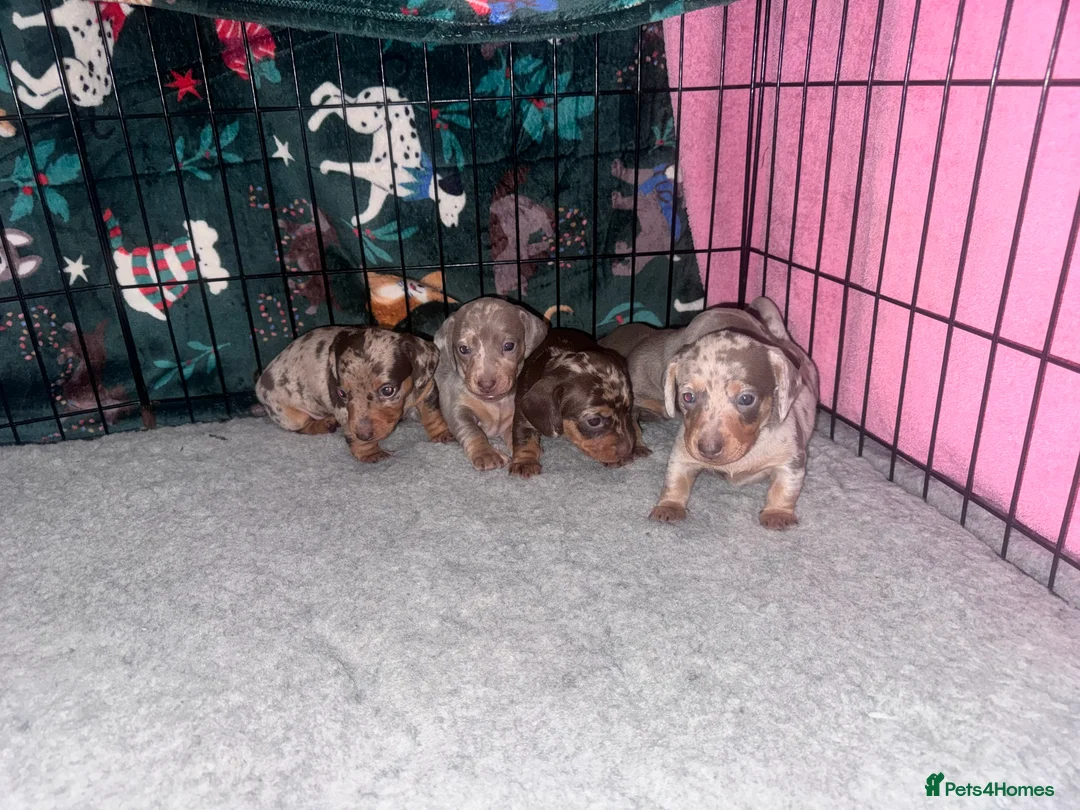Miniature Dachshund dogs for sale: Outstanding miniature dachshund puppies  - Advert 2