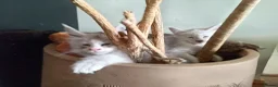 Maine Coon cats for sale: Stunning health tested, tica reg kittens 😍 - Advert 19