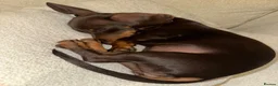 Miniature Dachshund dogs for sale: Miniature dachshund  - Advert 1