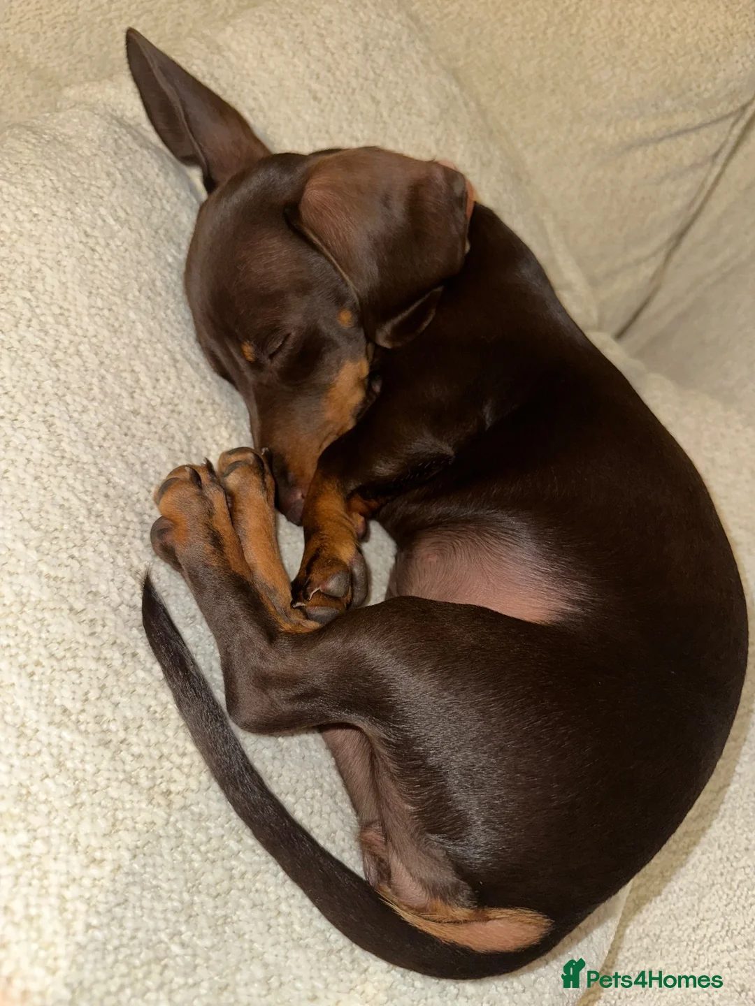 Miniature Dachshund dogs for sale: Miniature dachshund  - Advert 1