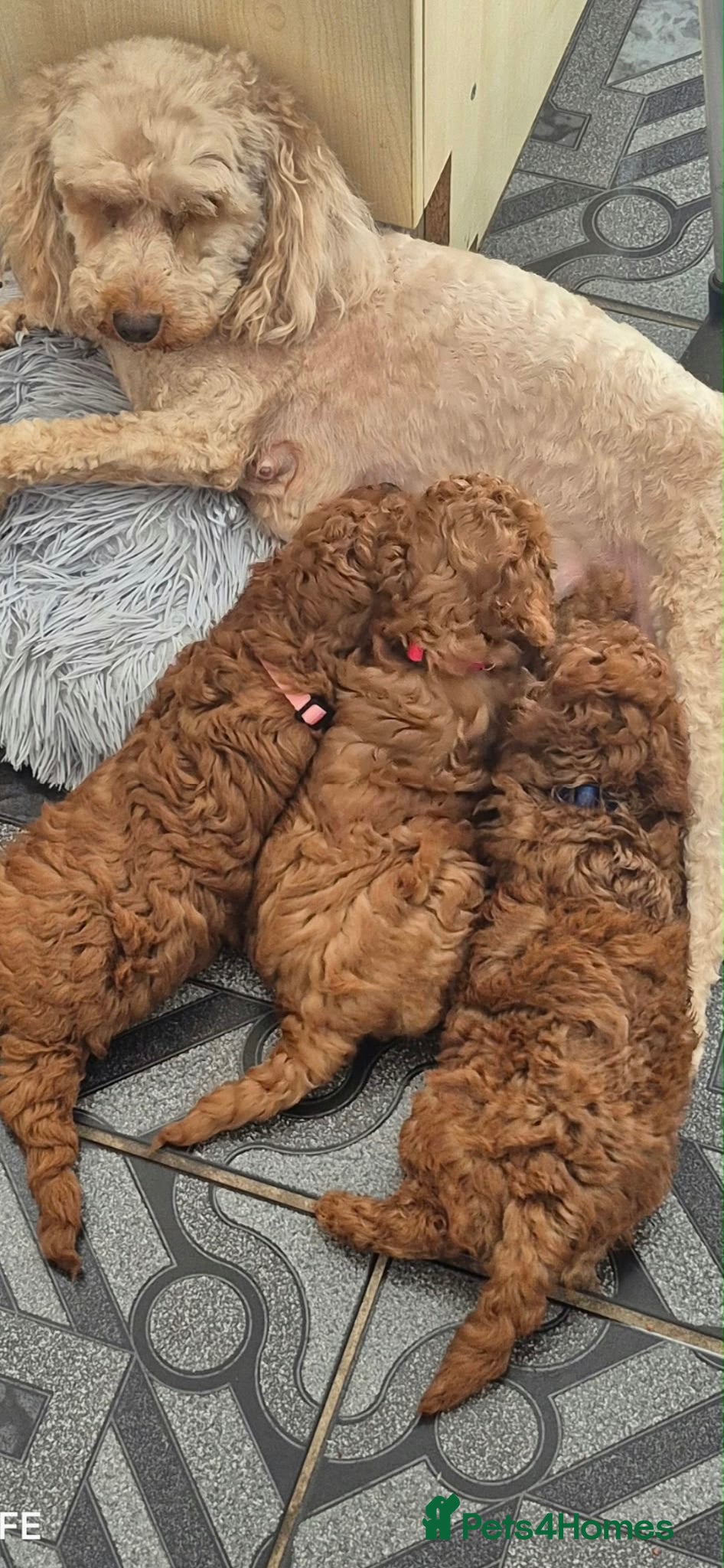 Cockapoo dogs Red F1B Toy Cockapoo's - Advert 1