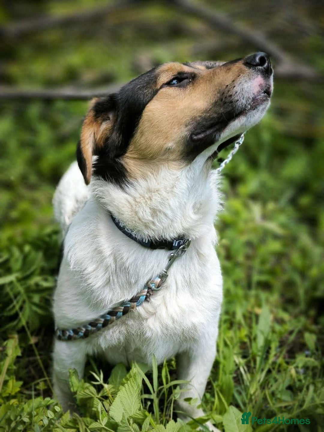 Mixed Breed dogs for adoption: 💙🐶 CASPER 🐶💙 - Image 5